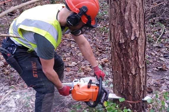 Tree Felling