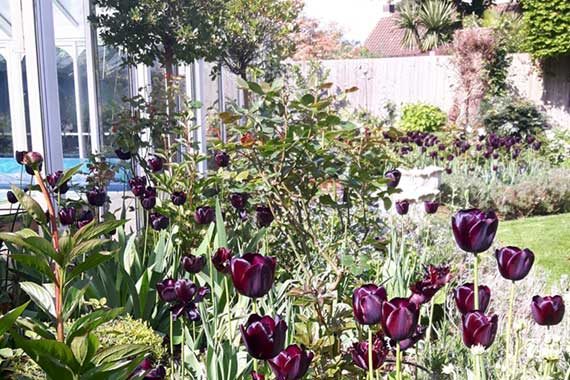 Planting Scheme