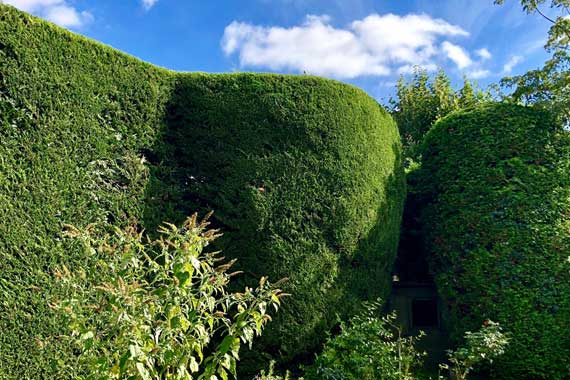 Hedge Cutting